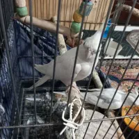 یک جفت البینو دوکت|پرنده|شهریار, شهرک امیریه|دیوار