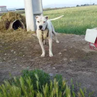 داگو آرژانتین اصل ماده بیست ماهه|سگ|مشگین شهر, |دیوار