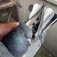 کبوترروبه راه وپرشی|پرنده|کاشان, فین کوچک|دیوار