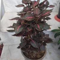 گل و گیاه طبییعی