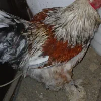 مرغ و خروس برهما سنگین کار داده|حیوانات مزرعه|لاهیجان, شهرک سلمان فارسی|دیوار