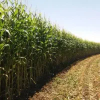 ذرت علوفه ای کیلویی و کلی