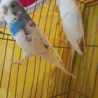 مرغ عشق جفت|پرنده|سبزوار, هفت تیر|دیوار