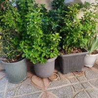 گل سیکاس بزرگ سه عدد شمشاد بزرگ