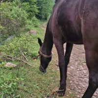 فروش اسب آرام و مطمئن. سالم و بدون بیماری|اسب و تجهیزات اسب‌سواری|علی‌آباد کتول, |دیوار