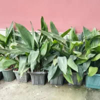 گل  عبایی