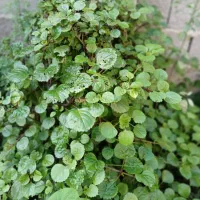 گل های طبیعی|گل و گیاه طبیعی|طاهرگوراب, |دیوار