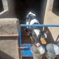 گوساله نر|حیوانات مزرعه|بوئین زهرا, |دیوار