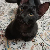 واگذاری گربه|گربه|زنجان, |دیوار