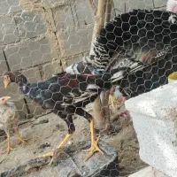 بوقلمون|حیوانات مزرعه|داراب, |دیوار