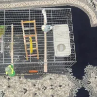 یک جفت  مرغ عشق با وسایل