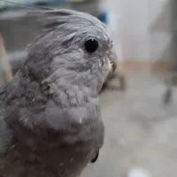 عروس هلندی کاملا رام ودستی