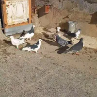 کفتر کبوتر|پرنده|شیروان (خراسان), |دیوار