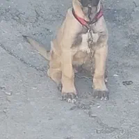 سگ سرابی نر