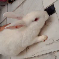 خر گوش