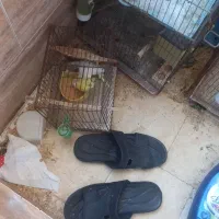 مرغ عشق