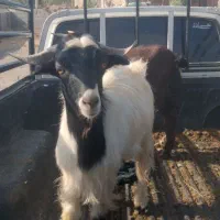 کهره نر|حیوانات مزرعه|جیرفت, |دیوار