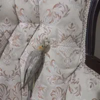 جوجه اهویی ونر ماده