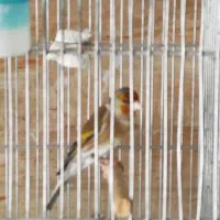 سهره قناری دوسالانه دهن دار