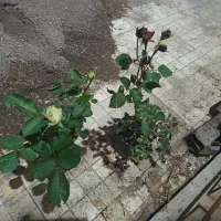 لودر ولوو 4500 جفت پمپ