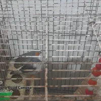 پرنده فنچ|پرنده|بندرعباس, |دیوار