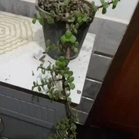 گل طبیعی زیبا|گل و گیاه طبیعی|بیرجند, |دیوار