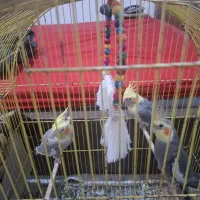 طوطی عروس 3عدد باهم