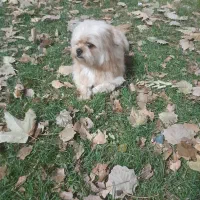 شیتزو فلت عروسکی