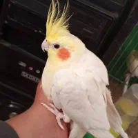 جفت عروس هلندی روی تخم لوتینو|پرنده|گناباد, |دیوار