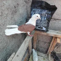 کبوتر جهت معاوضه
