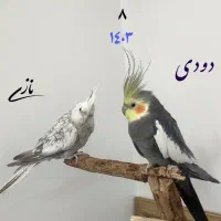 عروس هلندی جفت|پرنده|قم, پردیسان|دیوار