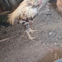 خروس لاری اصل|حیوانات مزرعه|ارزوئیه, |دیوار