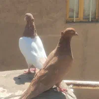 کبوتر