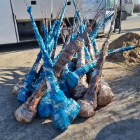 فروش نهال سنوبر سیاه ۱ الی۱ نیم متری(۳۵ هزارتومان)|خدمات باغبانی و درختکاری|جوانرود, |دیوار