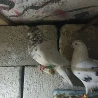 کبوتر|پرنده|ایرانشهر, |دیوار