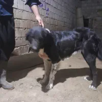 لاس قدرجونی