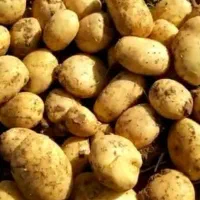 سیب زمینی بذری رانومی402 و سیفرا بذر خوراکی۴۰۲