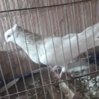 سلام کفتر جفتگا هم پرشی