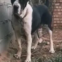 واگذاری سگ‌ نژاد الابای