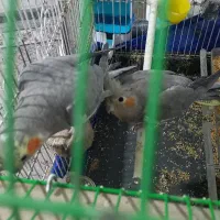 عروس هلندی|پرنده|بم, |دیوار