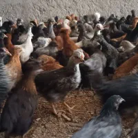 جوجه مرغ دوماه روزه سرحال