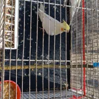 جفت عروس هلندی