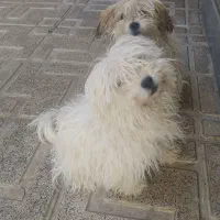 فروش دوعددپاکوتای شیتزو|سگ|مراغه, |دیوار