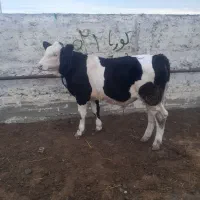 فروش ۲۰ راس سیمینتال