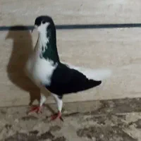 چپ نر مست