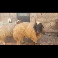 گوسفند بز بره