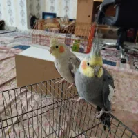 فروش عروس هلندی|پرنده|شادگان, |دیوار