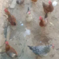 تعداد محدود‌و کم کود مرغی