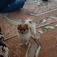 سگ واگذری|سگ|سیرجان, |دیوار