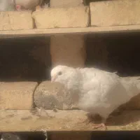 یک جفت کبوتر نوک قنار سفید|پرنده|شهرکرد, |دیوار